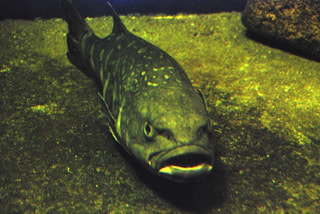 深海魚アブラボウズ