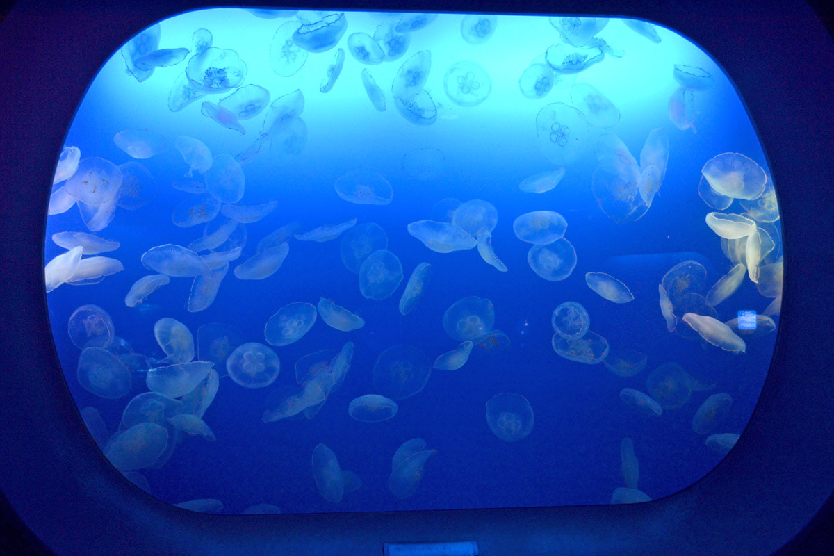 7月23日放送分〜今月末、片瀬江ノ島駅にクラゲ水槽が設置されます