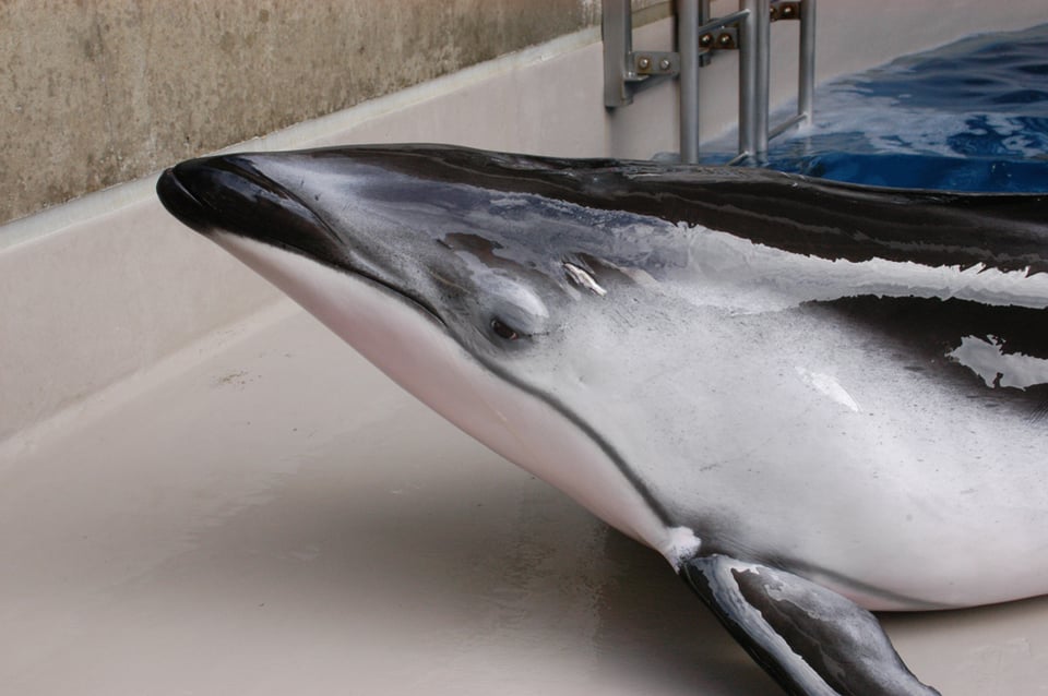 2月13日放送分〜日本の水族館最年長！えのすいのカマイルカのお話