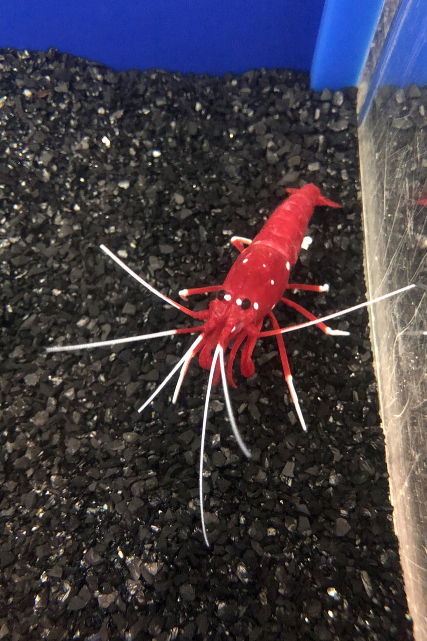 11月7日放送分〜テーマ水槽はクリスマスにちなんだ生き物！ | えの