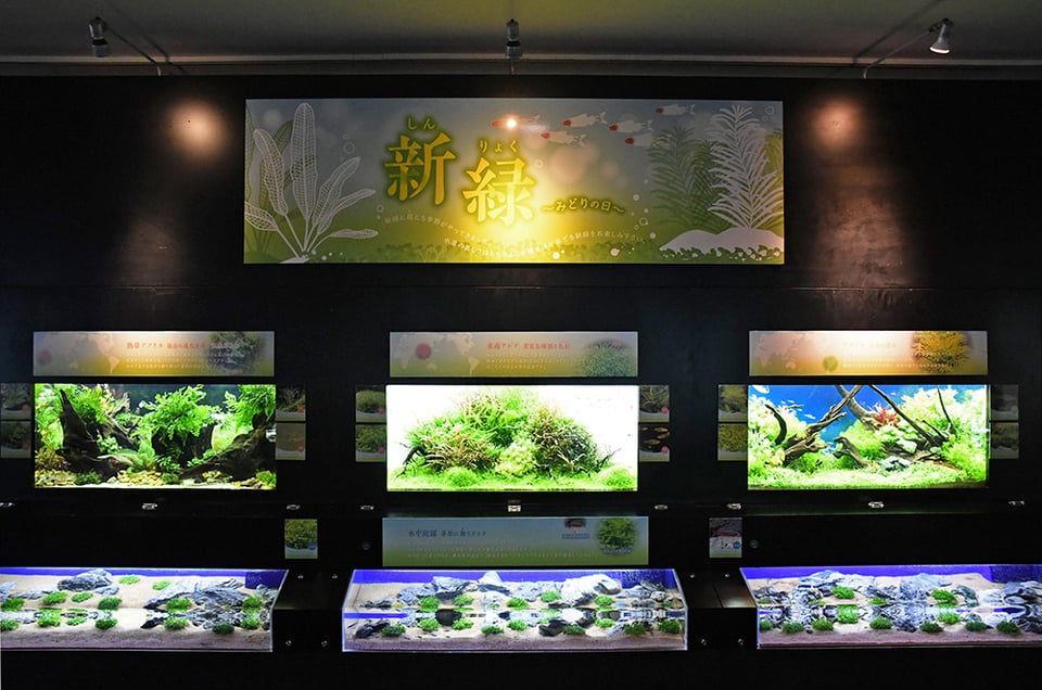 5月9日放送分〜水草眩しいテーマ水槽！「新緑〜みどりの日」 | えの