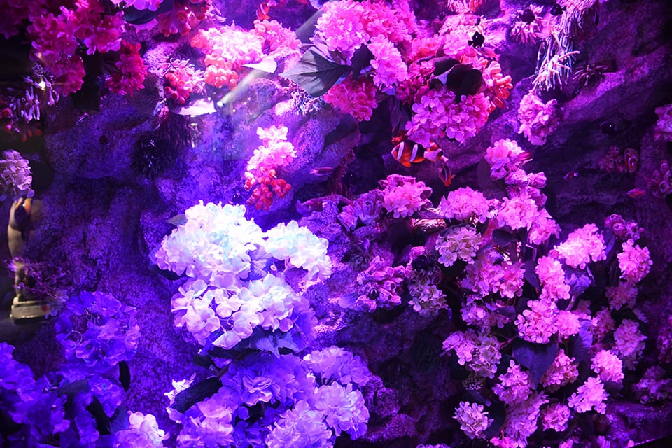 のこのこ。紫陽花リクエスト７点 のこのこ。紫陽花リクエスト7点 紫陽花 - つつたた日記
