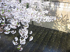 桜開花！王JAPAN世界一！で「ウキウキ」話募集！！