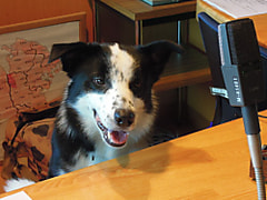 きょうのチェック&マークは「犬！」