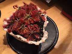 食虫植物