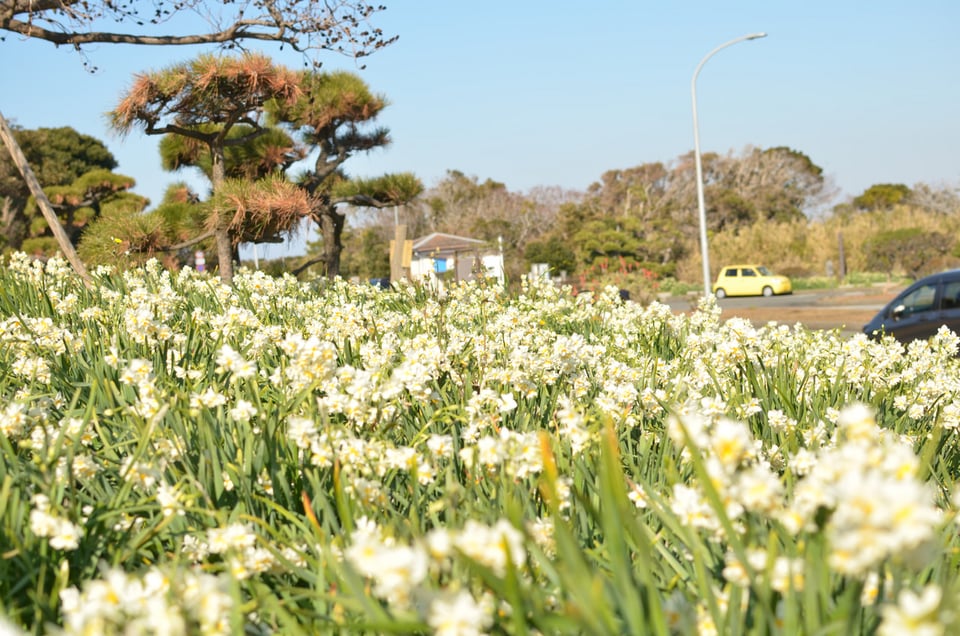 城ヶ島水仙まつりスタート ネッツトヨタ湘南 Presents Shonan Joyful Drive Fm Yokohama 84 7