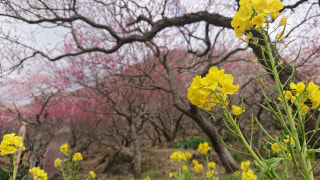 湯河原　梅の宴