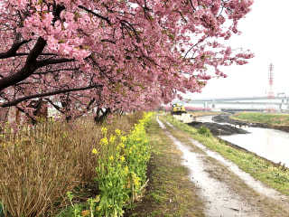 一足先にお花見はいかが？