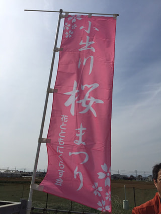 茅ヶ崎　小出川の桜まつり