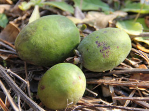 Feijoami