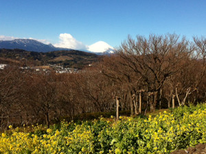 Mtfuji