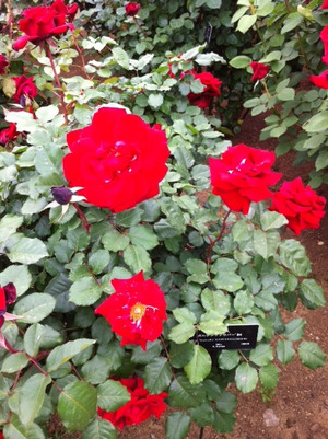 Photo_14