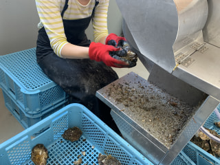 真鶴町の岩牡蠣「鶴宝」をご紹介しました