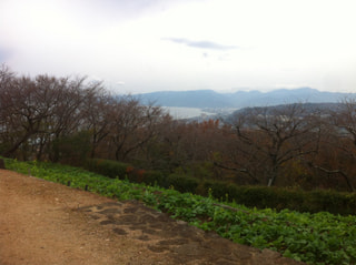 二宮町・吾妻山の菜の花が待ち遠しい～！