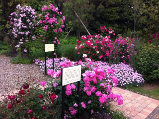 5月18日放送 エレガンスなバラの香り漂う花菜ガーデン