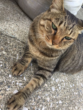 城ヶ島の 磯料理「魚のかねあ」さん♪