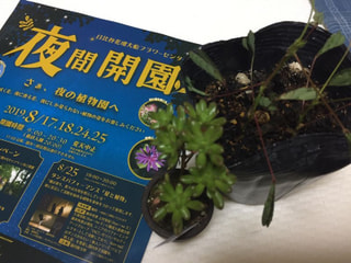 夜間開園〜さぁ、夜の植物園へ〜（公式）