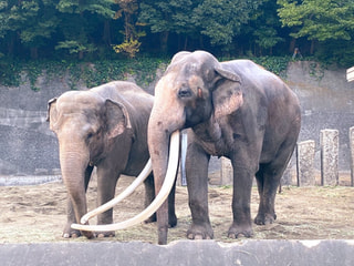 横浜市金沢動物園から長友愛莉がお届け〜(^○^)