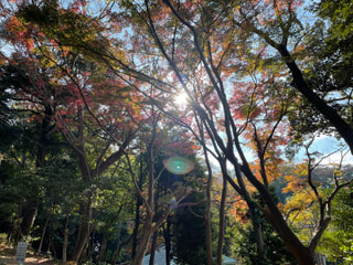 大磯城山公園 茶室 城山庵〜じょうざんあん〜