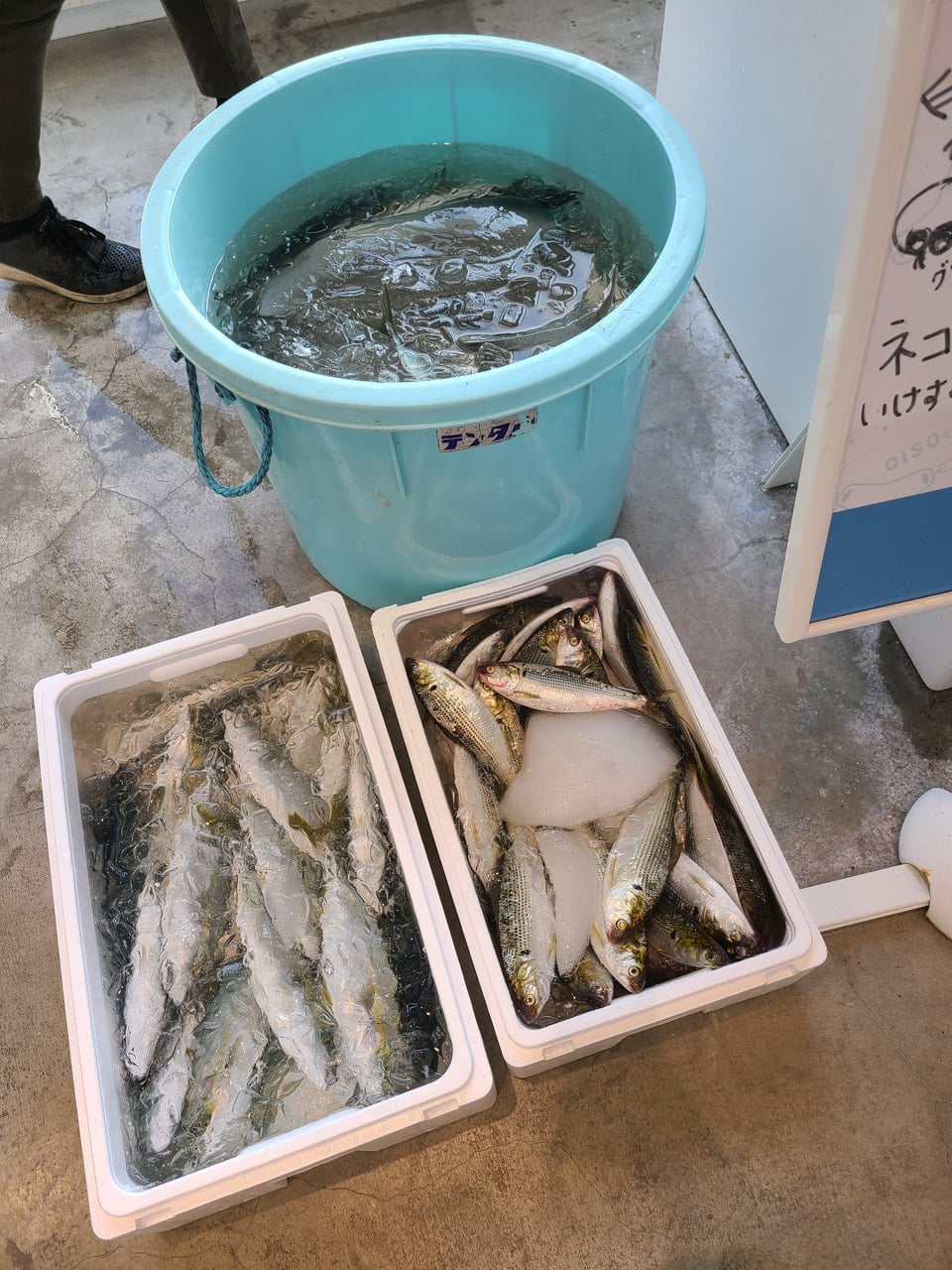 大磯漁港の目の前 大磯コネクト 村田愛子 あいちゃん Kanagawa Subaru Presents Shonan King Report Fm Yokohama 84 7