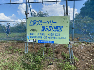 藤沢市「宮原ブルーベリー摘み採り農園」by蓮華ちゃんだい