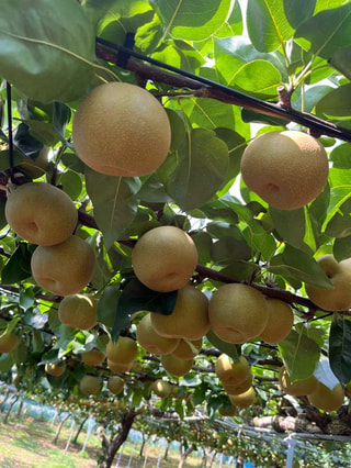 FRUIT PARK YOKOHAMA 芝口果樹園  キャンディ二ノ宮