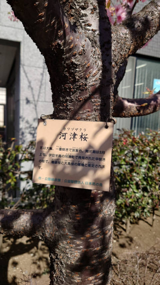 河津桜を見に行ったのですが、、、（相模原市）