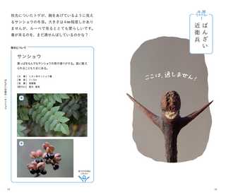 冬が楽しくなる植物観察! 「冬芽ファイル帳」について。植物観察家　鈴木純さん④