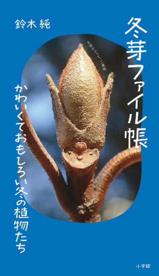 冬が楽しくなる植物観察! 「冬芽ファイル帳」について。植物観察家　鈴木純さん②