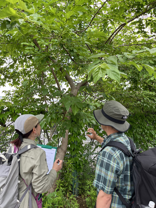 今週は、いつもの道のあの草に注目!! ネイチャーガイド/樹木医 佐々木知幸さん②