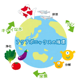 2021年4月22日(木)湘南アクポニ農場④