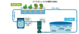 2021年4月21日（水）湘南アクポニ農場③