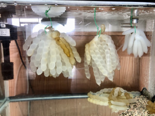 守ろう！私たちの綺麗な海 Vol.434