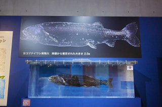 守ろう！私たちの綺麗な海 Vol.717