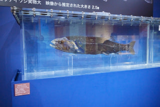守ろう！私たちの綺麗な海 Vol.718