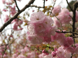 4月は《桜》について...今日は「桜の実・種の秘密」！