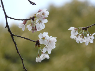4月は《桜》について...今日は「ソメイヨシノのDNA」！