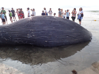 守ろう！私たちの綺麗な海 Vol.328