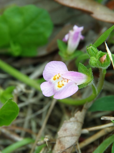 5月は《雑草》について今日は「ムラサキサギゴケ」！ | Kiss