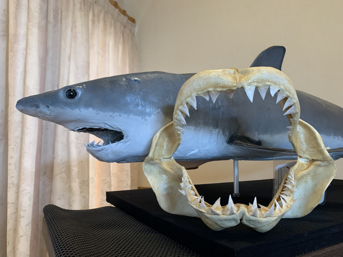 Ⓒシャークジャーナリスト沼口