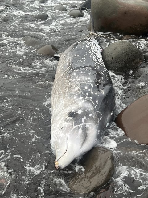 守ろう！私たちの綺麗な海 Vol.515 Kiss ＆ Ride Fm yokohama 84.7