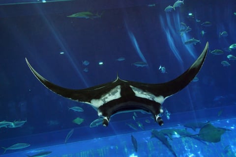 守ろう！私たちの綺麗な海 Vol.304 | Kiss ＆ Ride - Fm yokohama 84.7