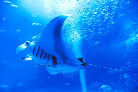 守ろう！私たちの綺麗な海 Vol.299 | Kiss ＆ Ride - Fm yokohama 84.7