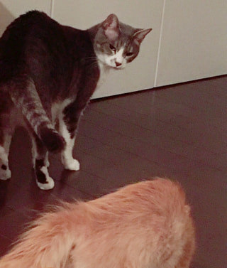 ペットホテル