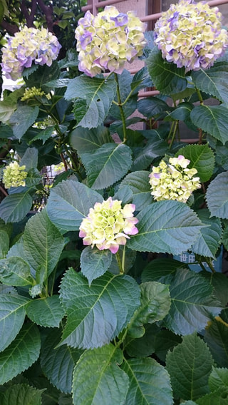 紫陽花