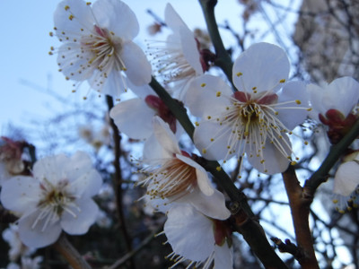 Dscf0660