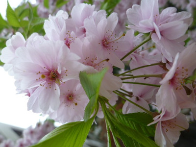 Photo_5