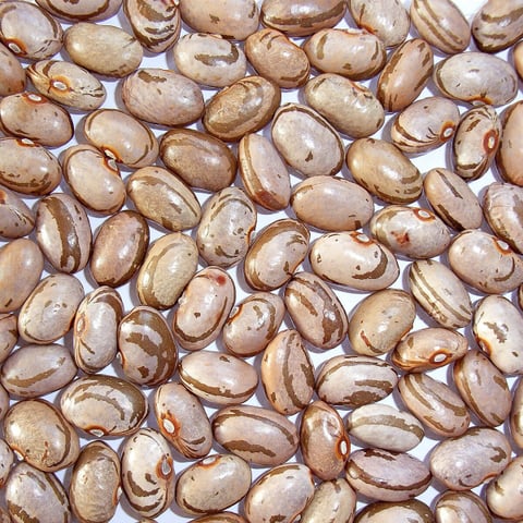 モロッコインゲン豆の お豆のチカラ 鎌倉まめヴィアージュ Fm Yokohama 84 7