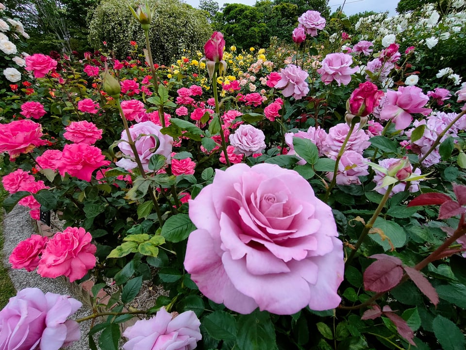 鎌倉の人、もの ～日比谷花壇大船フラワーセンター 榎本浩さん～後半