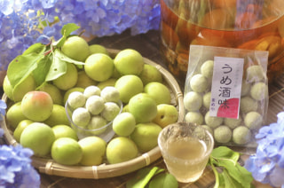 6月のお豆さん